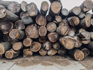 Bois de construction à haute résistance, bois de charpente adapté aux poutres, aux planchers et aux ossatures en bois - Product Image 5
