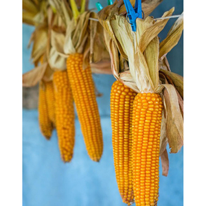 Maïs jaune pour la consommation humaine et l'alimentation animale - Product Image 4