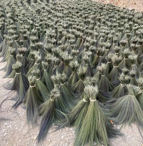 Grass Broom <b>Raw</b> <b>Material</b> For Making Head of Broom From Vietnam - Product Image 5