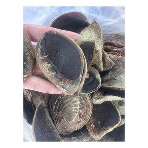 Coquilles d'opercules naturelles aux motifs uniques pour produits décoratifs et de collection de luxe - Product Image 4
