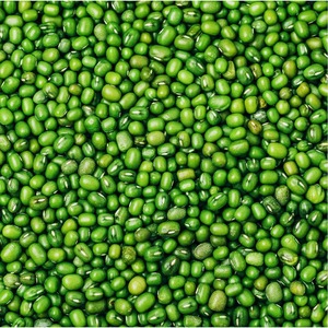 High Quality Dried Organic Green Mung <b>Beans</b> Vigna <b>Beans</b> 25kg Bulk Packaging - Product Image 5