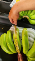 Verse groene bananen, hele, tropisch fruit, gangbare variëteit, onrijp, voor detailhandel en groothandel