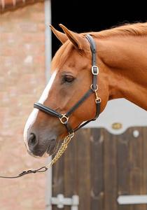 Premium Leather <b>Horse</b> Halter With <b>Brass</b> Hardware Brown Color - Product Image 2