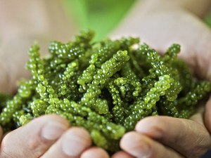 Uvas de mar-Caviar verde-Lato-Caulerpa Lentillifera-Umibudou-Uvas de mar deshidratadas/Sra. Lima - Product Image 6