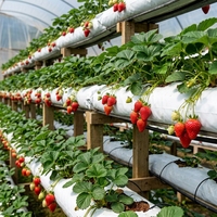 Groothandel Cocopeat kweekzakken - 100% PP materiaal, gatopties voor hydroponie, kas, all-season landbouw, beste prijs-kwaliteitverhouding