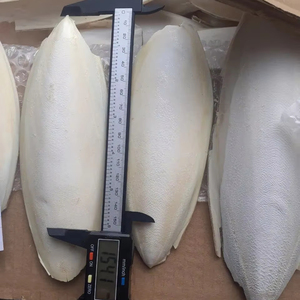 VENTE FLASH : Os de Seiche Séché Pur pour Reptiles et Croissance de la Carapace des Tortues Source Marine Riche en Calcium - Product Image 1