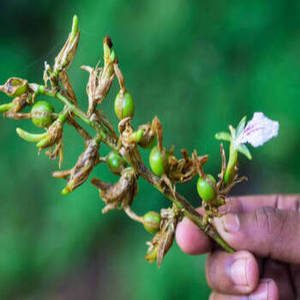 Cardamome verte / Cardamome fraîche brute 100% pure de haute qualité, prix compétitif, en provenance d'Inde, en vente en gros - Product Image 1