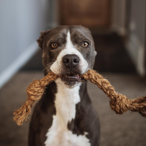 Cuerda de Fibra de Coco Duradera para Perros, Juguete Natural para Masticar para Cachorros y Masticadores Agresivos, Venta al por Mayor VIETNAM ANGLE - Product Image 4