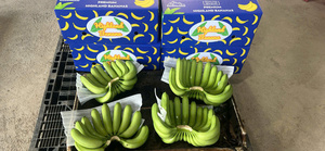 Plátanos Cavendish Frescos de Vietnam – Larga Duración, Calidad de Exportación para Mercados Globales - Product Image 6