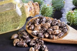 Aceite de Ricino Indio Orgánico Terra Bio de la Mejor Calidad, Grado Especial, 85% de Ácido Ricinoleico, 2% de Valor Acídico, Revitalizador de Piel - Product Image 3