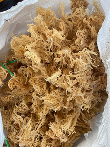 Algas secas al sol Cottonnii/musgo marino/Chondrus Crispus seco sin sal alta calidad precio barato a la venta - Product Image 3