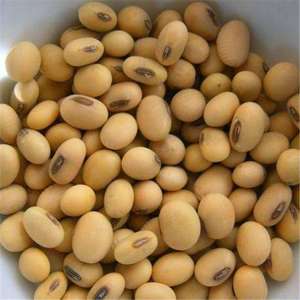 <b>Soybeans</b> High Volume Supply Chain Partner - Product Image 1