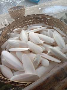 Hueso de Sepia Puro Seco para Reptiles y Crecimiento de Caparazón de Tortuga, Fuente Marina de Alto Contenido de Calcio - Product Image 6