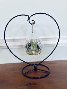 Terrarium suspendu en verre rond pour plantes d'intérieur, succulentes, mousse, décoration de la maison, présentation en vitrine et aménagement de jardin, provenant d'Inde - Product Image 5