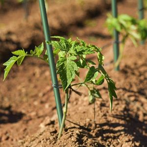 Sturdy Garden Plant Stakes for Beans,Vegetable - Product Image 2