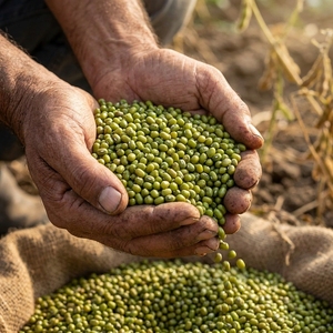 Haricots Mungo Séchés Sans Pierres, Nettoyés par Sortex, Qualité Export, Légumineuses Vertes, Approvisionnement en Vrac pour l'Industrie Agroalimentaire - Product Image 4