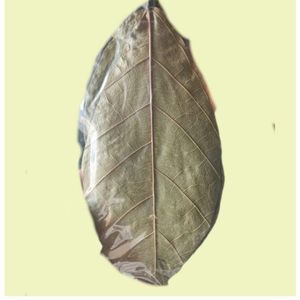 Hojas de Cacao Ecológicas YAMUNA de 11-18 cm (4-7 Pulgadas) para Acuario, Paquete de 24 Hojas - Product Image 1