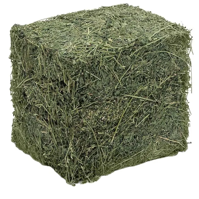 Hot Sale Alfalfa hay bales Dried By the Sun High Quality Packaging Cattle horse Food Grade for Animal Feeding Stuff Best Grade