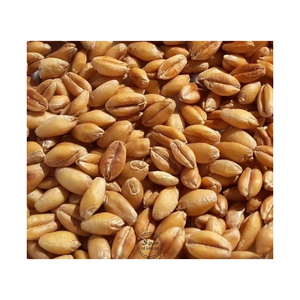 Vente en gros de blé dur de première qualité, qualité alimentaire, approvisionnement en vrac, prêt à l'exportation - Product Image 1