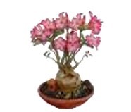 ชุดตกแต่งบ้านดอกไม้แห้งบัวบับลิตเติ้ลแจ็คคาล ขายดีที่สุด - Product Image 1