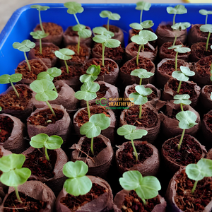 Coir Jiffies, substrat naturel inodore pour la germination des graines, avec filet biodégradable et facilitant le repiquage, ECO2GO VIETNAM - Product Image 6