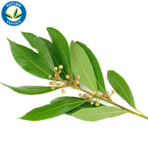 100% Pure Natural Bay Laurel Oil Meilleur fabricant de gros d'huile de haute qualité en Inde Fourniture d'exportation en vrac à des prix raisonnables - Product Image 3