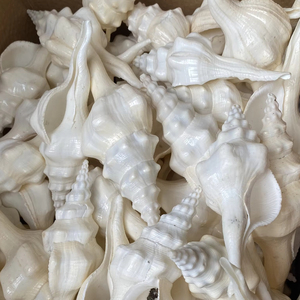 Natural White Spindle Shell Seashell Wholesale Bulk Supply for Jewelry Making Craft Decoration and Souvenir - Product Image 1