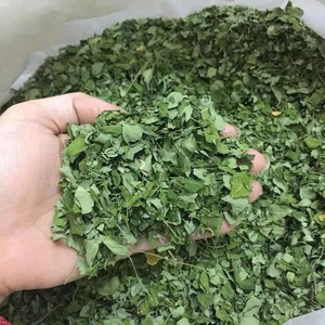 Té de hierbas crudo con 24 meses de duración, té premium 100% de hoja de moringa de Vietnam, moringa seca envasada al vacío. - Product Image 2