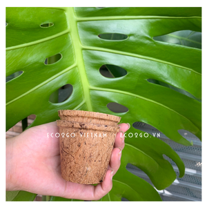 Macetas Redondas de Fibra de Coco Ecológicas, Código 3071, Hechas en Vietnam, Venta al Por Mayor - Product Image 4