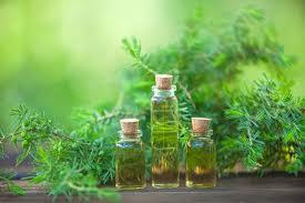 Aceite de árbol de té natural de alta calidad de Kdm Enterprises para aromaterapia, cuidado de la piel, cosméticos y cuidado personal en grandes cantidades. - Product Image 6