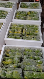 Cubes d'avocat Hass surgelés IQF, très demandés, écologiques, de haute qualité, pour l'industrie alimentaire, prix de gros - Product Image 5