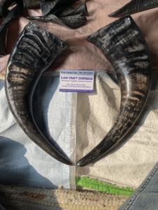 Water Buffalo Polished Horn Pair Wall Decor <b>Art</b> Deco Design <b>Large</b> 10" to 18" Inches for Wedding Birthday Anniversary - Product Image 4