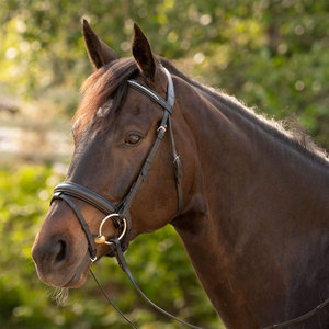 Bridas de cuero de calidad profesional para caballos, material duradero, correas ajustables, bridas para montar a caballo para adultos - Product Image 4
