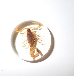 Scorpion doré, spécimen réel, cabochon en plastique rond 25x25 mm, fond plat transparent pour l'artisanat et la fabrication de bijoux - Product Image 2