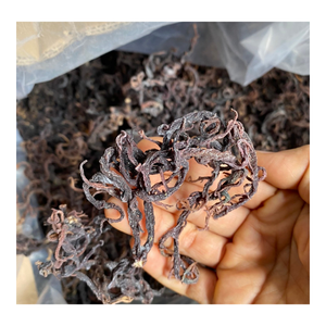 Rumput Laut Cottonii Kering Kelas Makanan Dari Vietnam, Pemasok Grosir Rumput Laut Eucheuma Premium, Ekspor Global