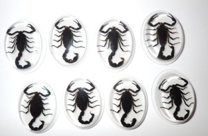 Scorpion noir, spécimen réel, cabochon en plastique ovale 31x41 mm sur fond plat blanc pour l'artisanat et la fabrication de bijoux - Product Image 6