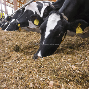 Alimentation Premium Kim Minh International en ensilage de maïs fermenté à partir de plantes entières pour bovins et bétail, 10 % d'humidité max, durée de conservation de 12 mois - Product Image 2