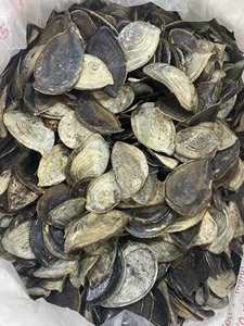 [HOT SELLING] Blue Lotus Farm Murex Operculum Seashell Nail <b>Shell</b> Raw Material for Fragrance Oil Incense Perfume Extract - Product Image 2
