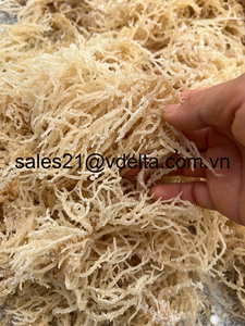 SUMINISTRO A GRANEL ALGAS-MUSGO DEL MAR IRLANDÉS // Sra. Lima - Product Image 4