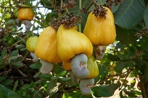 เม็ดมะม่วงหิมพานต์รสเค็มไข่เค็มและชีส รสชาติเข้มข้น หอมอร่อย เหมาะสำหรับขายปลีก บรรจุภัณฑ์ของขวัญ และผลิตภัณฑ์ขนมพรีเมียม - Product Image 6