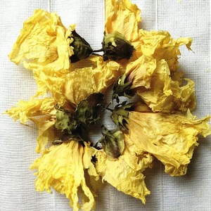 <span class=keywords><strong>ดอก</strong></span>ไม้สีเหลืองมัสค์มาลโลว์ทั้งถุงจาก aibika abelmoschus Manihot Shu kui okra - Product Image 3