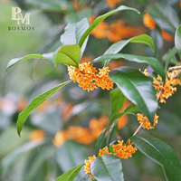 Sirup Kelopak Bunga Osmanthus Bosmos Taiwan 5kg Bahan Baku Bubble Tea Tapioka (4 Botol/Karton) HALAL/HACCP/ISO 22000
