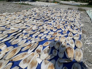 กระดูกปลาหมึกแคลเซียมสูงสำหรับนกแก้ว หอยทาก และเต่า ผู้ขายและผู้ส่งออกกระดูกปลาหมึก ขนาด 5-10 ซม. กระดูกปลาหมึกเวียดนามคุณภาพพรีเมียม 27 - Product Image 4