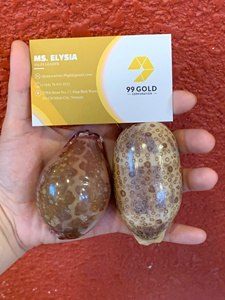 Leporicypraea Mappa Natural Tiger Cowrie Shells <b>Cleaned</b> Polished Seashell Decoration Vietnam Wholesale Factory Bulk Packaging - Product Image 2