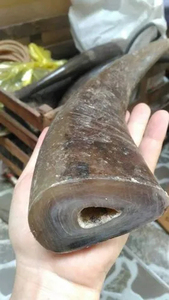 เขาควายดิบธรรมชาติแบบเรียบง่าย ขนาด 10-30 ซม. เป็นมิตรกับสิ่งแวดล้อม เหมาะสำหรับงานฝีมือจากสัตว์ ทำเป็นเครื่องประดับ ด้ามจับ DIY งานฝีมือดั้งเดิม วัสดุสำหรับเครื่องมือ - Product Image 6