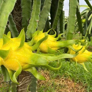 Dragon <span class=keywords><strong>Fruit</strong></span> Jaune <span class=keywords><strong>de</strong></span> Qualité Supérieure, Frais, OEM ODM, Marque VIETFAP, 100% Naturel, Exportation Vietnamienne, Norme <span class=keywords><strong>de</strong></span> Qualité, 30-40 Jours - Product Image 2
