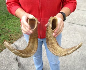 Corne de mouton organique Matériau lourd Poli Technique Propre et sans dommage Style nautique Prix bas - Product Image 1