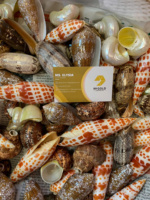 Coquillage naturel de grande taille Tiger Cowrie Leporicypraea Mappa Cypraea Argus Eyed Cowry pour décoration artisanale, vente en gros usine Vietnam