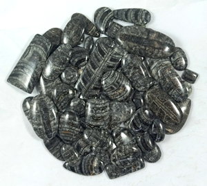 Wholesale Natural Polished High Quality Natural Orthoceras Fossil Crystal Black Loose Smooth Black Oval Shape Cabochons - Product Image 5