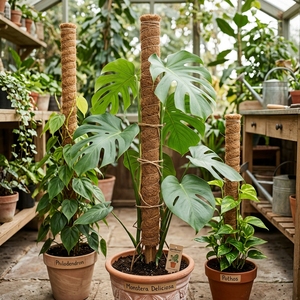 Bâtons de coco en gros pour l'agriculture, pour libérer la puissance des plantes - Product Image 6